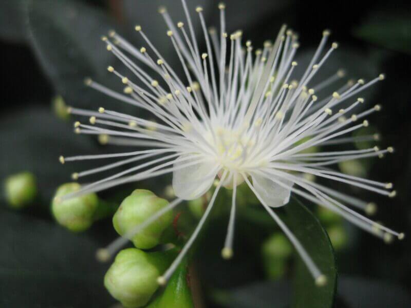 Syzygium paniculatum 'Globulum'