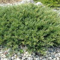 Juniperus horizontalis 'Plumosa'