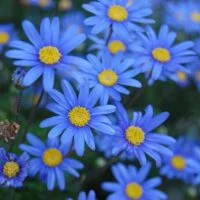 Felicia bergeriana (kingfisher daisy)