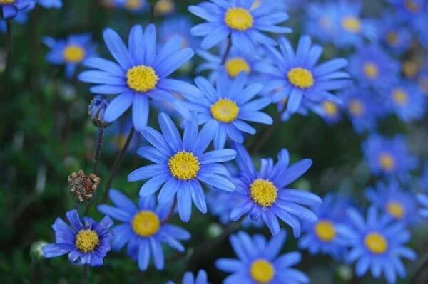 Felicia bergeriana (kingfisher daisy)