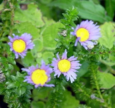 Felicia enchinata foliage