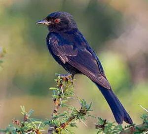 Fork-tailed Drongo in thorn tree