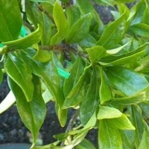 Four seasons foliages