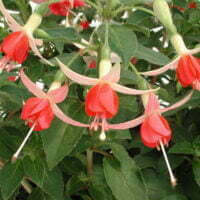 Fuchsia Shadowdancer Peggy PBR