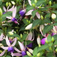 Fuchsia Shadowdancer Violetta PBR