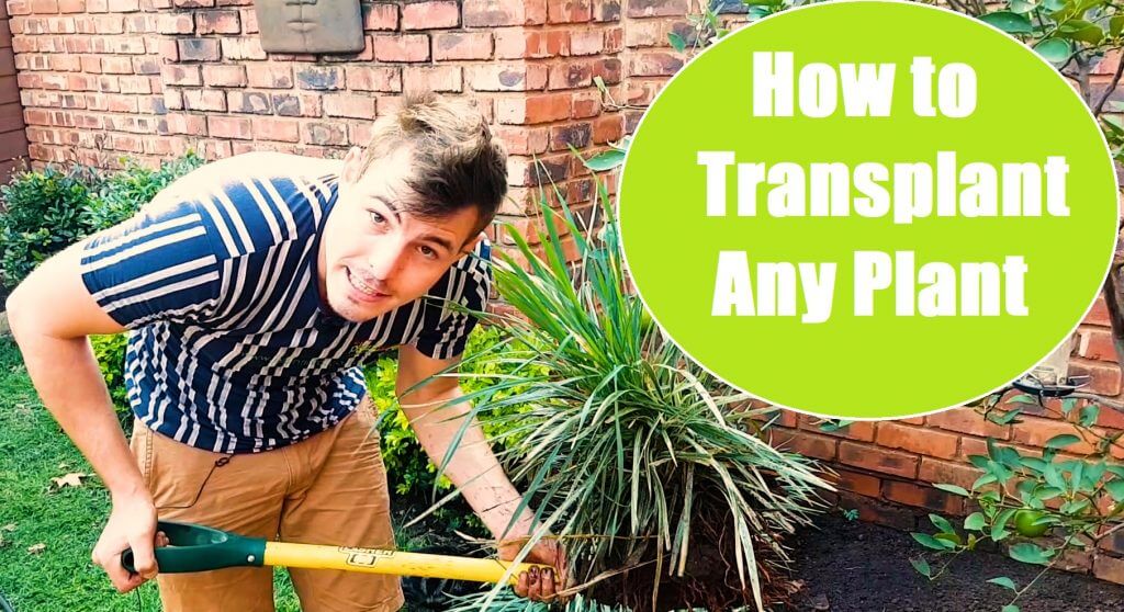 How to transplant