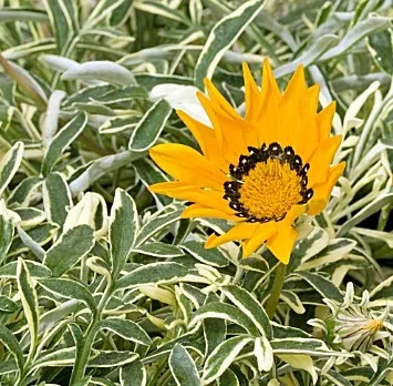 Gazania splendens 'Variegata'