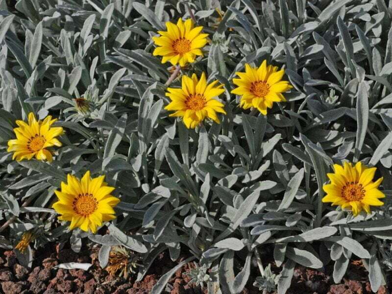 Gazania uniflora