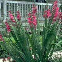 pink Gladiolus species foliage