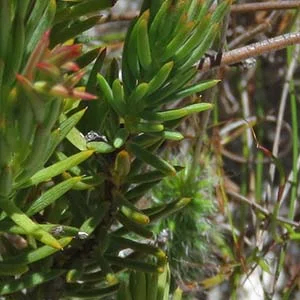Gnidia pinifolia