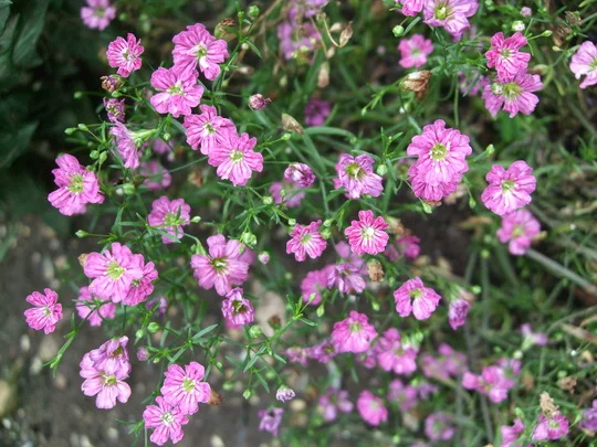 Gypsophila repens 'Rosea'