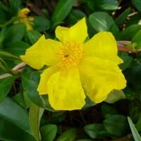 Hibbertia scandens