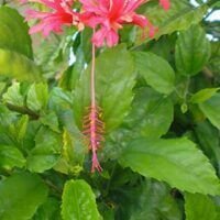 Live Chinese Lantern Hibiscus Schizopetalus – Rooted Starter Plant, Ships In Pot