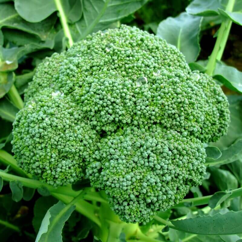 How and when to grow Broccoli - Plantinfo