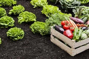 vegetable gardening