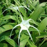Hymenocallis narcissiflora foliage