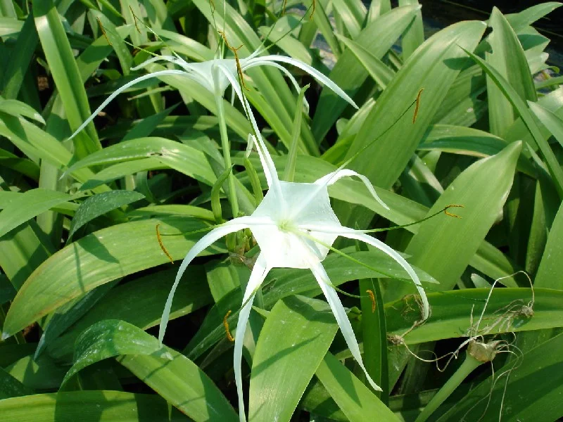 Hymenocallis narcissiflora foliage