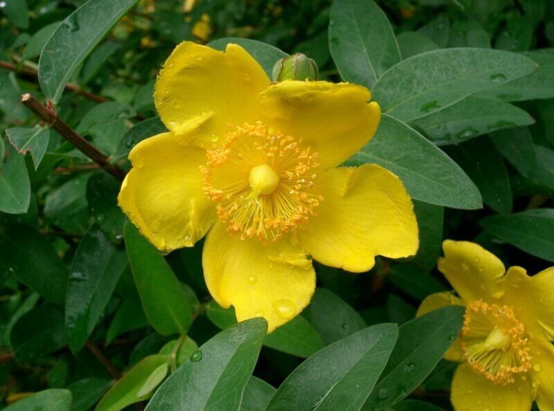 Hypericum patulum 'Hidcote'