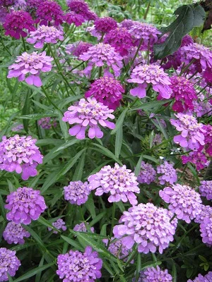Iberis umbellata