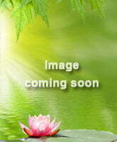 Cuphea mexicana 'Lilac Wonder'