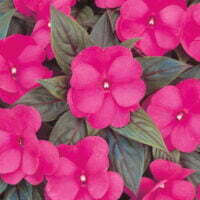 Impatiens Infinity Range