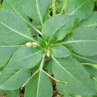 Impatiens walleriana