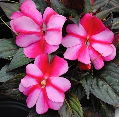 Impatiens x 'New Guinea' hybrids