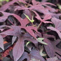 Ipomoea batatas Sweet Caroline Black