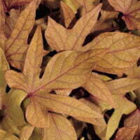 Ipomoea batatas Sweet Caroline Bronze foliage leaf