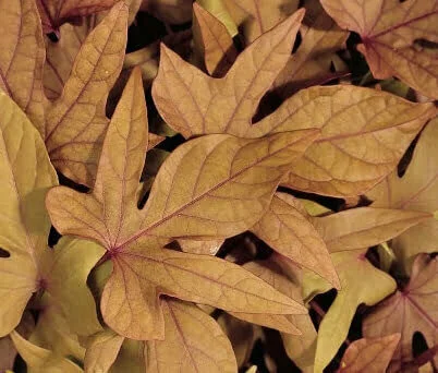 Ipomoea batatas Sweet Caroline Bronze foliage leaf