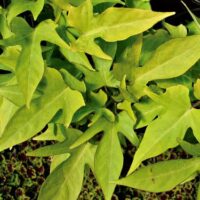 Ipomoea batatas Sweet Caroline Lime