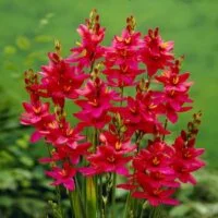 Ixia x hybrids