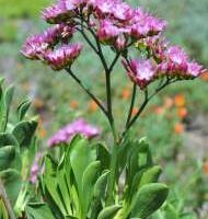 Afrolimon perigrinum (=Limonium perigrinum)