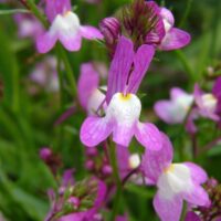 Linaria maroccana purple snapdrogonlike flowers