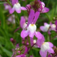 Linaria maroccana purple snapdrogonlike flowers