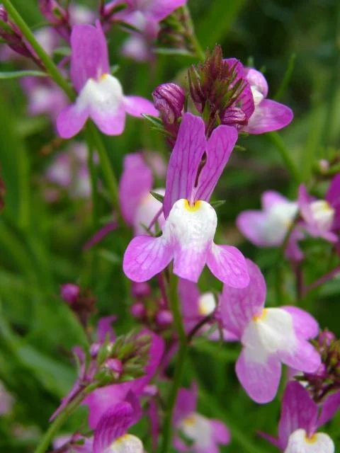 Linaria maroccana purple snapdrogonlike flowers