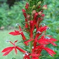 Botanical Name: Lobelia cardinalis Common Name(s): Cardinal flower Categories: Ground Covers and Perennials