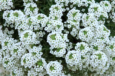 Lobularia ‘Snow Prince’