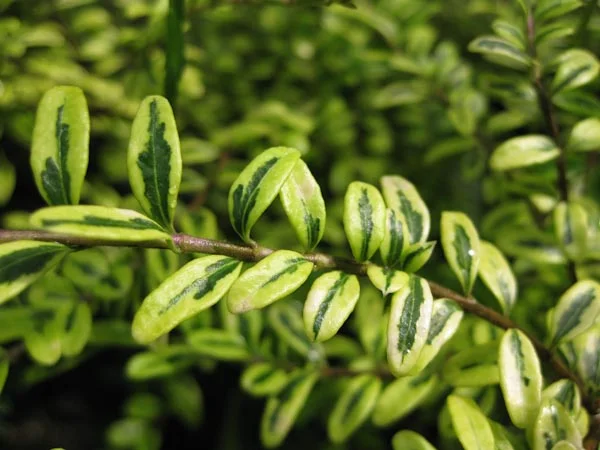 Lonicera nitida ‘Lemon Queen’ feature