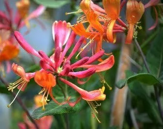 Lonicera x heckrottii