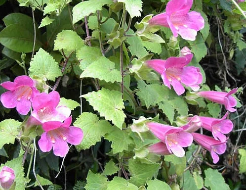 Lophospermum erubescens
