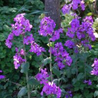 Lunaria annua