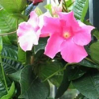 Mandevilla x amoena Alice du Pont