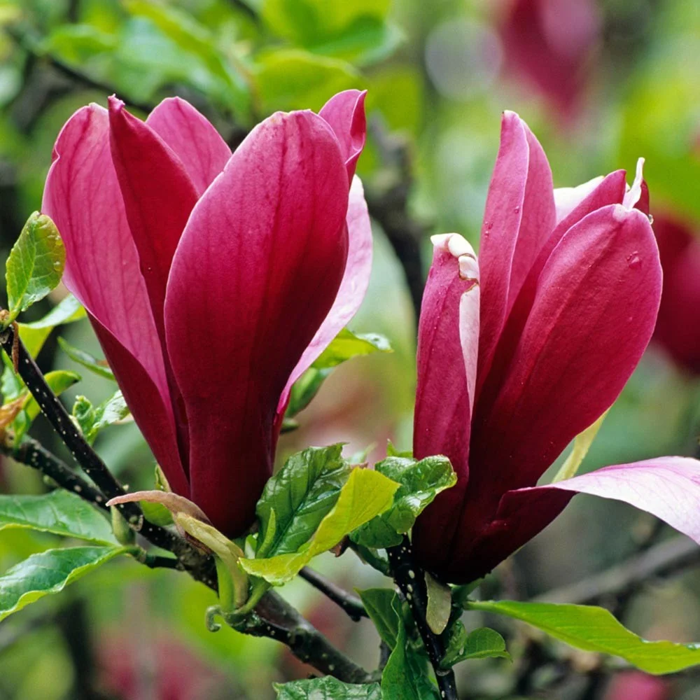 Magnolia species