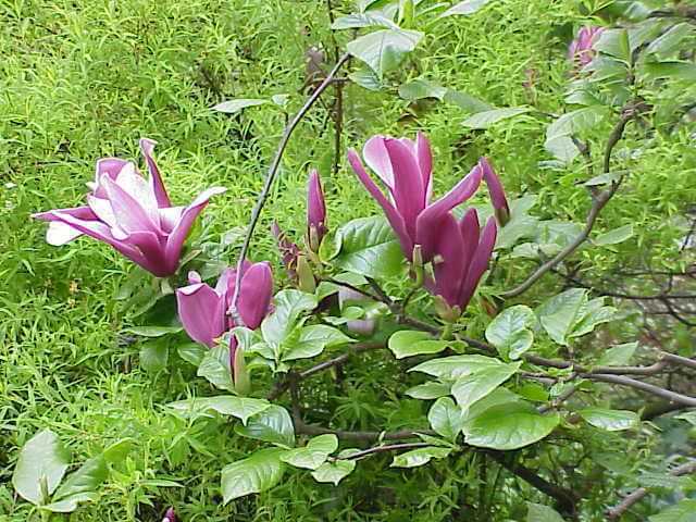 Permission granted to use under GFDL by Kurt Stueber. Source: www.biolib.de - Permission is granted to copy, distribute and/or modify this image under the terms of the GNU Free Documentation License, Version 1.3 or any later version published by the Free Software Foundation; with no Invariant Sections, no Front-Cover Texts, and no Back-Cover Texts. A copy of the license is included in the section entitled "GNU Free Documentation License".