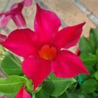 Mandevilla Aloha  Red