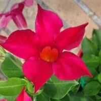 Mandevilla Aloha  Red