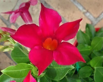Mandevilla Aloha  Red