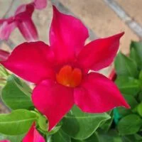 Mandevilla 'Aloha'