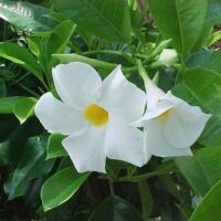 Mandevilla boliviensis flower white